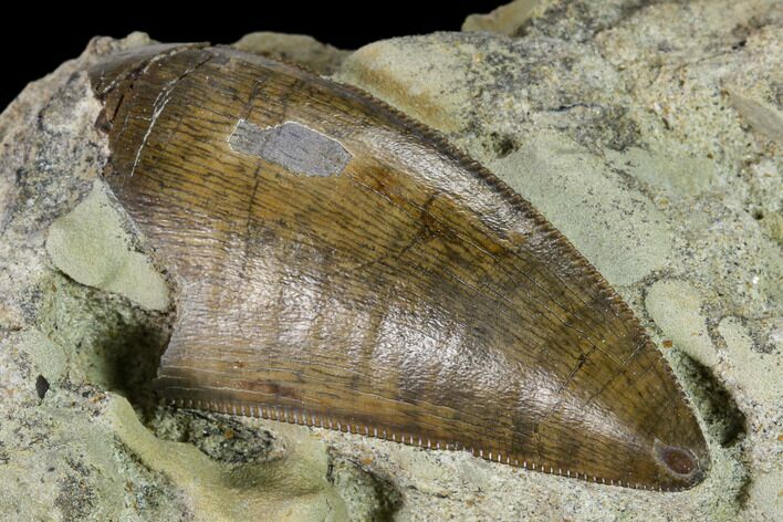 Serrated Tyrannosaur Tooth in Situ - Judith River Formation #150771